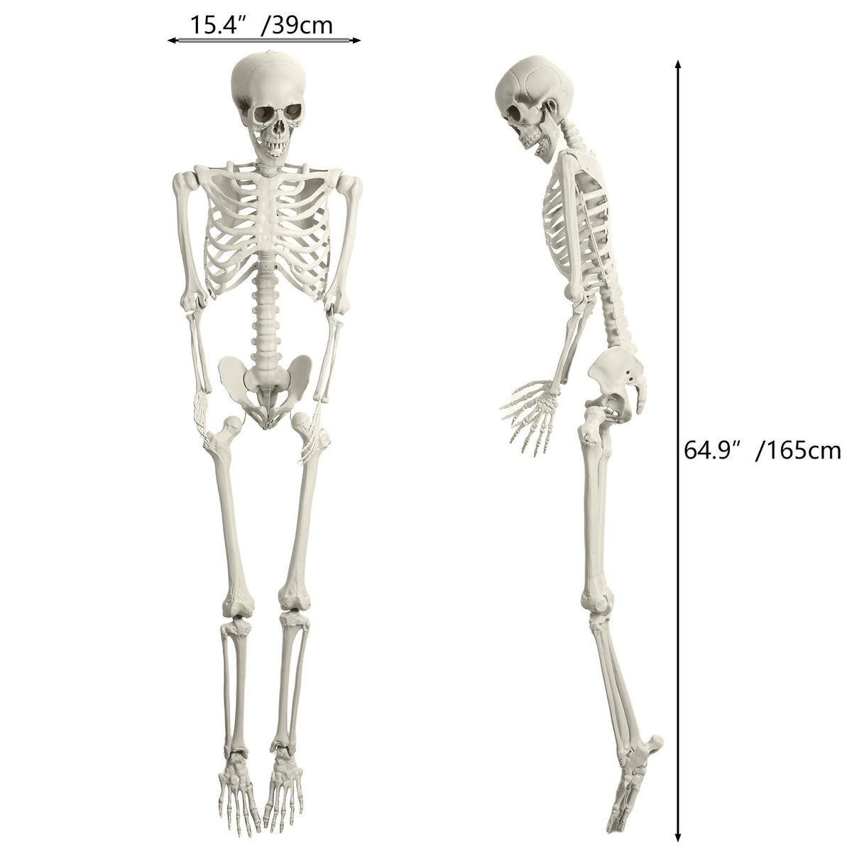 5.4ft Posable Plastic Skeleton G25665