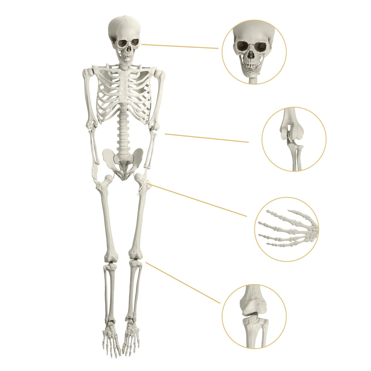 5.4ft Posable Plastic Skeleton G25665