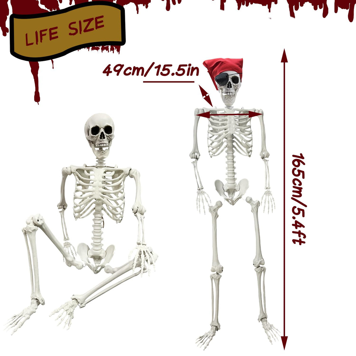 Life Size Skeleton with Posable Joints M513